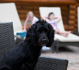 Lodges cabins northumberland pet friendly